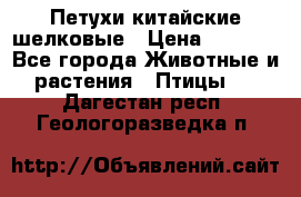 Петухи китайские шелковые › Цена ­ 1 000 - Все города Животные и растения » Птицы   . Дагестан респ.,Геологоразведка п.